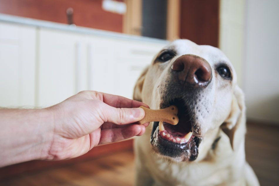 Owner feeding dog a treat