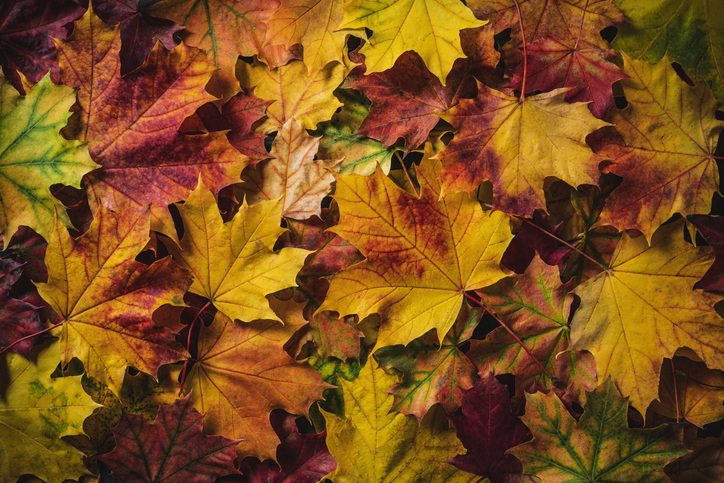 Autumn maple tree leaves full frame colorful fall arrangement